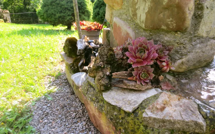 Sukulenti i kamen kao detalj dvorišta